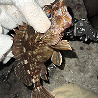 カサゴはマスターが自ら釣ってます