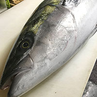 寒ぶり仕入れてます！